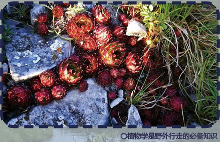 围观荒野挑战赛！这些野外求生技能你了解吗？ky开元棋牌生吞蝗虫、“返祖”学猴叫？全网(图2)